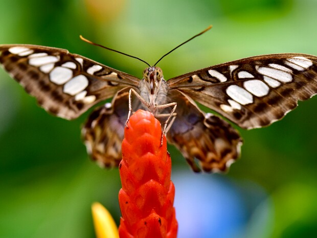Butterfly Experience
